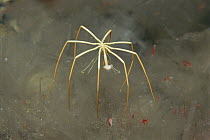 Sea Spider (Colossendeis megalonyx) on anchor ice, Antarctica