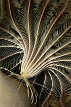 Feather Star (Promachocrinus kerguelensis) primitive relative of the Starfish, highly mobile, mouth is located in center of ring of arms, Antarctica