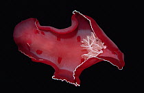 Spanish Dancer (Hexabranchus sanguineus) nudibranch, Red Sea