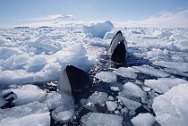 Orca (Orcinus orca) pod surfacing in icebreaker channel, must find open pockets of water to breathe, McMurdo Sound, Antarctica