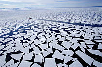 Ice floes that have broken off sea ice edge in late summer, coast guard icebreaker in background, McMurdo Sound, Antarctica