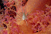 Spider Crab feeds at night among soft coral polyps, Red Sea, Egypt