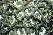 Zoanthid (Zoanthus sp) probably all cloned from single ancestor, Sea of Cortez, Baja California, Mexico