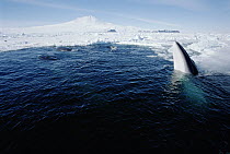 Antarctic Minke Whale (Balaenoptera bonaerensis) spyhopping, swims under ice edge in search of plankton, McMurdo Sound, Antarctica