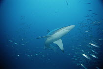 Bronze Whaler Shark (Carcharhinus brachyurus) swimming with school of fish, South Australia