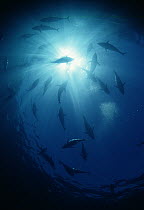 Southern Bluefin Tuna (Thunnus maccoyii) schooling overhead, South Australia