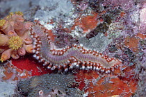 Marine Fireworm (Hermodice carunculata) a Bristleworm that stings fiercely, Caribbean