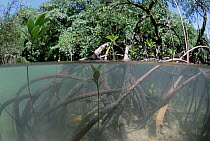 Red Mangrove (Rhizophora mangle) roots create sediment filter to clear water, young trees rise up from salt water, Palau