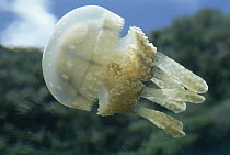 Papuan Jellyfish (Mastigias papua) this species stings, relative to non-stinging species in lakes, Palau