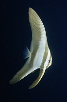 Batfish (Platax sp) juvenile will change shape as it becomes adult, Palau