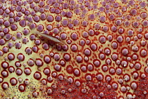 Shrimp (Periclimenes sp) live on surfaces of Starfish, Palau