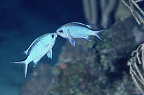Damselfish (Chromis sp) pair fighting for territory or a mate, Roatan, Honduras