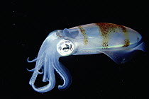 Bigfin Reef Squid (Sepioteuthis lessoniana) active at night, Sulawesi, Indonesia