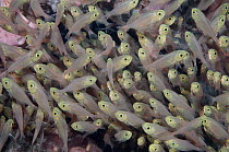 Pygmy Sweeper (Parapriacanthus ransonneti) school in coral cave, Indonesia