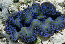 Giant Clam (Tridacna sp) has symbiotic algae within mantle for photosynthesis, Sangalakki Island, Borneo