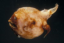 Devil Angler (Linophryne indica) fish, deep sea species showing large female with dwarf male attached