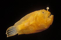 Netdevil (Borophryne apogon) deep sea species showing fishing pole with bioluminescent lure to attract deep sea prey, dwarf male is parasitic on larger females, Gulf of California, Mexico