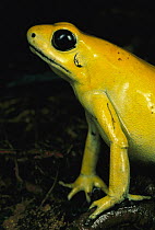 Golden Poison Dart Frog (Phyllobates terribilis) portrait, South America
