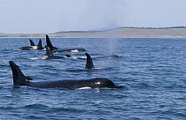 Orca (Orcinus orca) surfacing pod, southeast Alaska