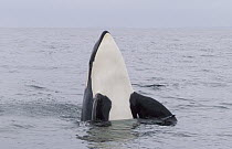 Orca (Orcinus orca) spy hopping, southeast Alaska