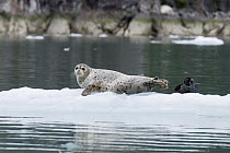Harbor Seal (Phoca vitulina) mother and pup on ice, southeast Alaska