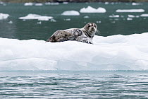 Harbor Seal (Phoca vitulina) mother and pup on ice, southeast Alaska