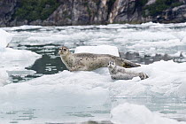 Harbor Seal (Phoca vitulina) mother and pup on ice floe, southeast Alaska