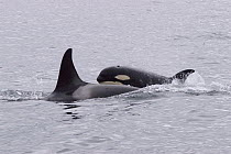 Orca (Orcinus orca) adult and calf surfacing, southeast Alaska