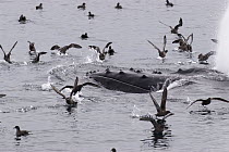 Humpback Whale (Megaptera novaeangliae) surfacing, surrounded by gulls scavenging fish, vulnerable, southeast Alaska