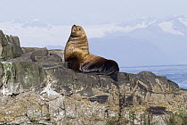Steller's Sea Lion (Eumetopias jubatus) sunning on rock, southeast Alaska