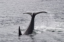 Orca (Orcinus orca) tail slap, southeast Alaska