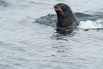 Steller's Sea Lion (Eumetopias jubatus) swimming, southeast Alaska
