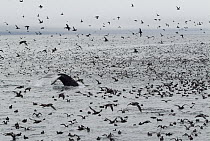 Humpback Whale (Megaptera novaeangliae) diving amid flocking seabrids that are feeding on herring, vulnerable, Aleutian Islands, Alaska