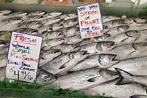 Chinook Salmon (Oncorhynchus tshawytscha) in a fishmarket, Alaska