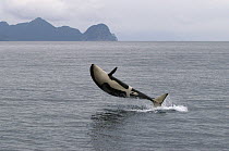 Orca (Orcinus orca) breaching, southeast Alaska