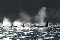 Orca (Orcinus orca) trio spouting, southeast Alaska
