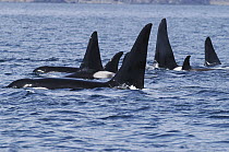 Orca (Orcinus orca) pod, southeast Alaska