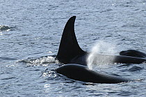 Orca (Orcinus orca) pair surfacing and spouting, southeast Alaska