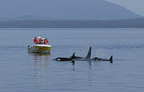Orca (Orcinus orca) whale watching, southeast Alaska