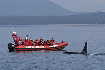 Orca (Orcinus orca) and whale watching boat, southeast Alaska