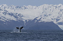 Humpback Whale (Megaptera novaeangliae) tail slap, vulnerable, southeast Alaska