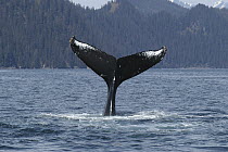 Humpback Whale (Megaptera novaeangliae) tail, vulnerable, southeast Alaska