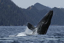 Humpback Whale (Megaptera novaeangliae) breaching, vulnerable, southeast Alaska