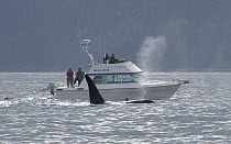 Orca (Orcinus orca) whale watching, southeast Alaska