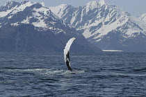 Humpback Whale (Megaptera novaeangliae) flipper slap, vulnerable, southeast Alaska