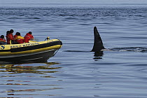 Orca (Orcinus orca) whale watching boat, southeast Alaska