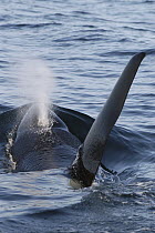 Orca (Orcinus orca) spouting, southeast Alaska
