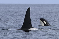 Orca (Orcinus orca) adult and surfacing calf, southeast Alaska