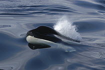 Orca (Orcinus orca) spouting and surfacing, southeast Alaska
