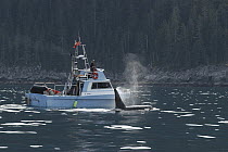 Orca (Orcinus orca) three people whale watching, southeast Alaska